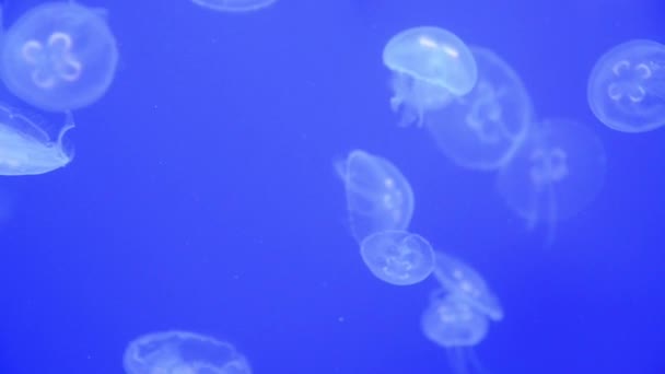 Slow Motion Jellyfish Aquarium Marine Concept — Stock Video