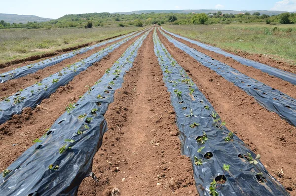 Plantación Fresas Bajo Lámina Mantillo Con Riego Por Goteo — Foto de Stock