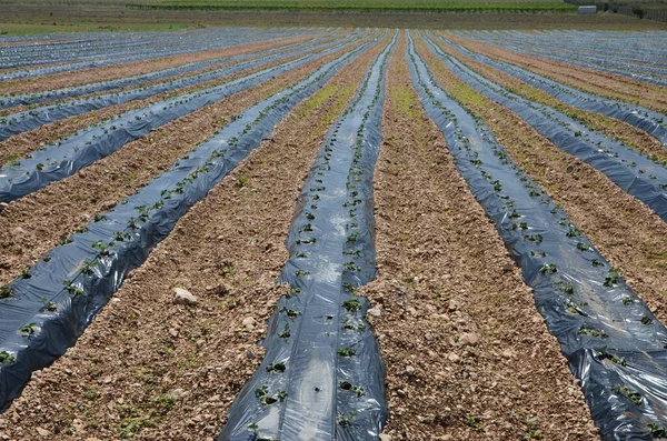 Plantación Fresas Bajo Lámina Mantillo Con Riego Por Goteo — Foto de Stock