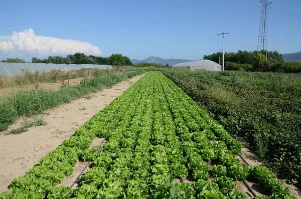 Friss Saláta Fák Között Gyümölcsösben Nyáron Zöldsaláta Levél Mezőn Saláta — Stock Fotó