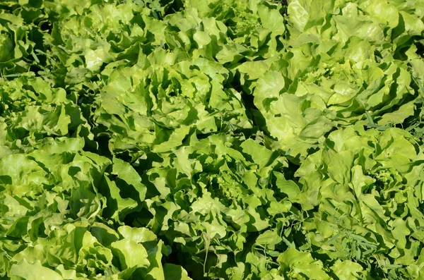 Fresh Lettuce Growing Trees Orchard Green Lettuce Leaves Growing Field — Stock Photo, Image