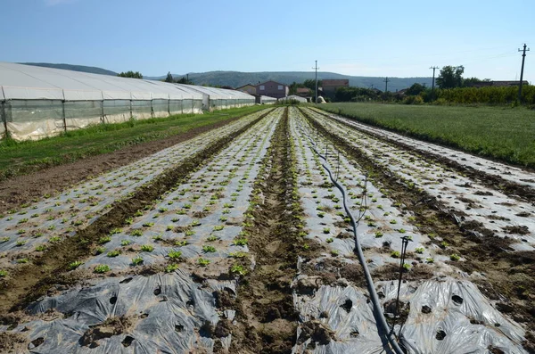 Plantación Fresas Bajo Lámina Mantillo Con Riego Por Goteo — Foto de Stock