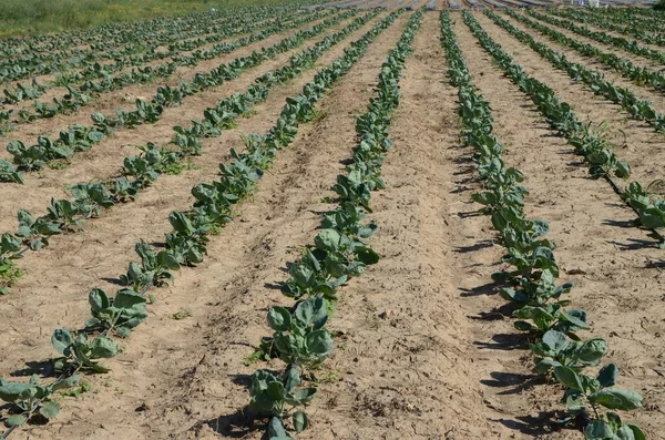 Colas Verdes Frescas Saboya Que Crecen Campo Riego — Foto de Stock