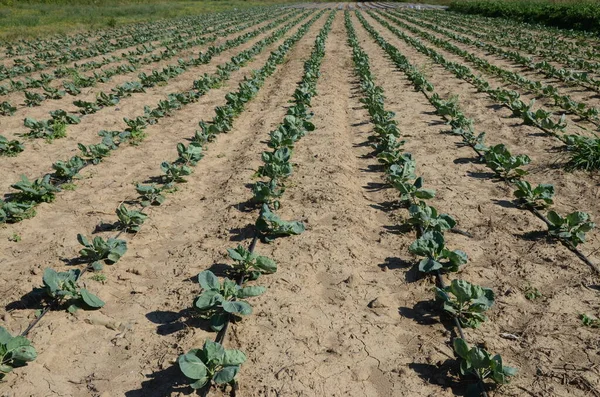 在灌溉田里种植绿色和新鲜的沙沃卷心菜 — 图库照片