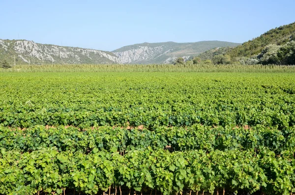 Young Vines Vineyard Grape Seedlings Sunset Vine Nursery Winery Young — Stock Photo, Image