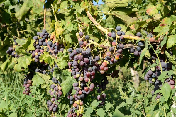 Red Wine Grapes Ready Harvest Close Ripening Bunch Grapes Vines — Stock Photo, Image