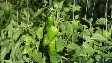 Rüzgâr görüntüsü biber serasında esiyor 