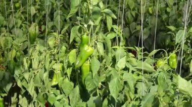 Rüzgâr görüntüsü biber serasında esiyor 