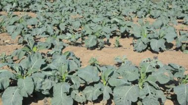 Lahana tarlası tarlası görüntüsü.
