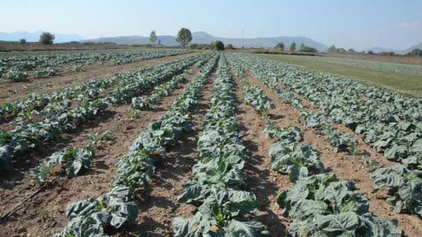 Footage Kale Cabbage Field Plantation — Stock Video