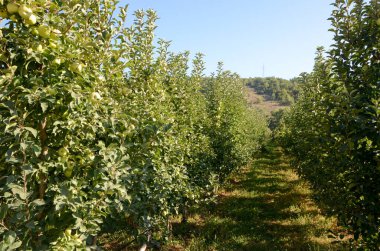 Bahçede taze yeşil elmalar yetişiyor.