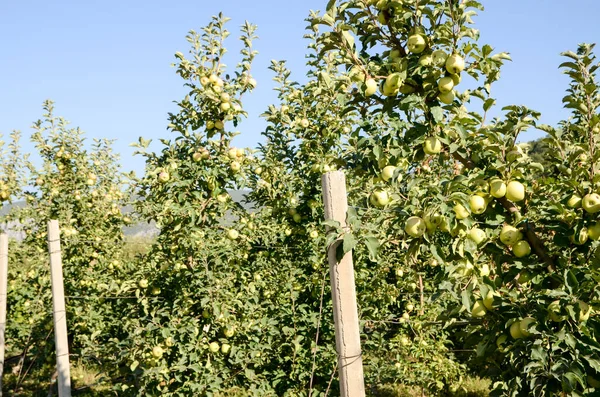 Свежие Зеленые Яблоки Растущие Саду — стоковое фото