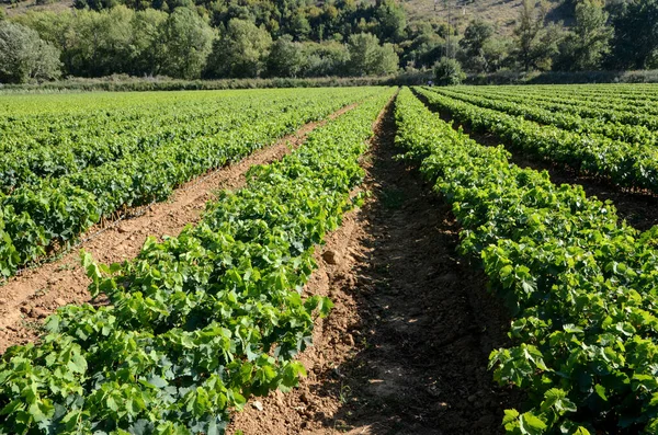 Campo Fazenda Com Plantas Brilhantes Árvores Uvas Crescendo — Fotografia de Stock