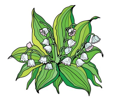 Vadinin Çiçek Zambakları. Renkli çizim.