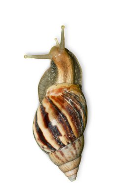 Beyaz arkaplanda salyangoz