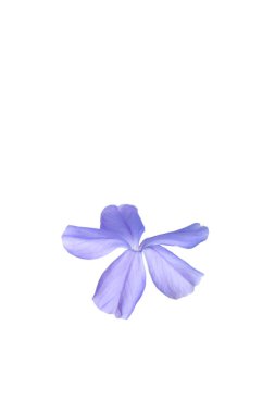 mavi çiçek izole beyaz arka planda