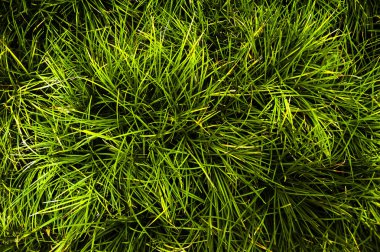 yaprakları yeşil çim çerez ışığında çizgi gibi