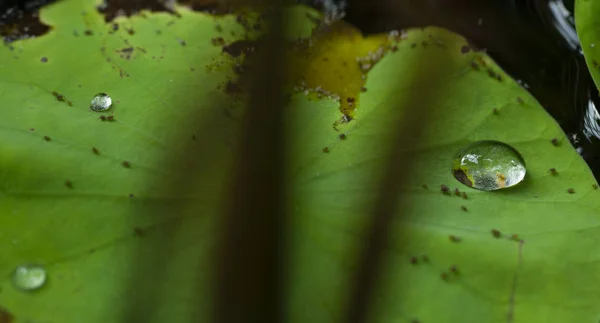 relation between little insect and water drop on lotus leaf