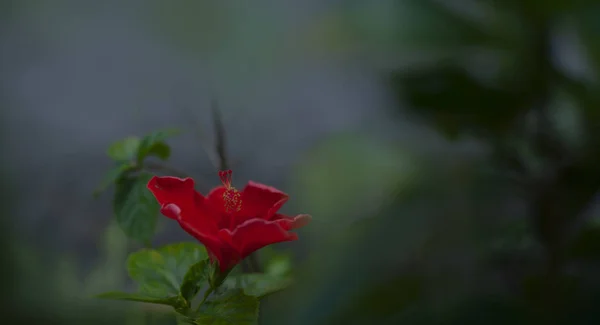 Czerwone kwiaty hibiskusa w tle niewyraźne liście — Zdjęcie stockowe