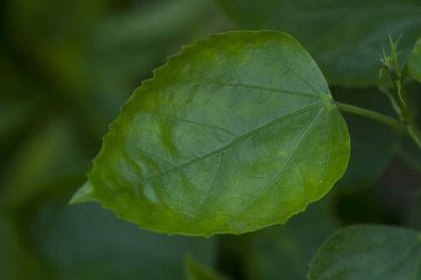 şekil ve detay ile kırmızı ebegümeci yaprağı