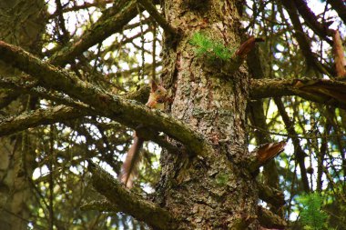 Ormandaki bir ağaçtaki sincap