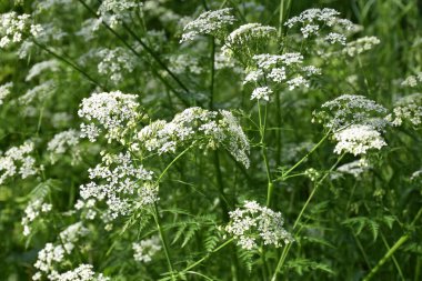 beyaz çiçekler ve yeşil çimenler