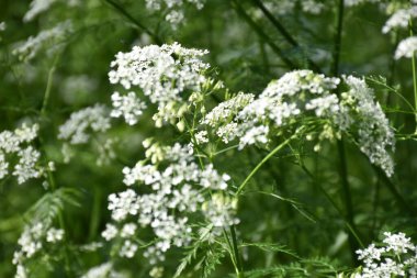 beyaz çiçekler ve yeşil çimenler