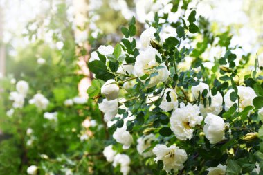 Yazın beyaz yaban gülleri