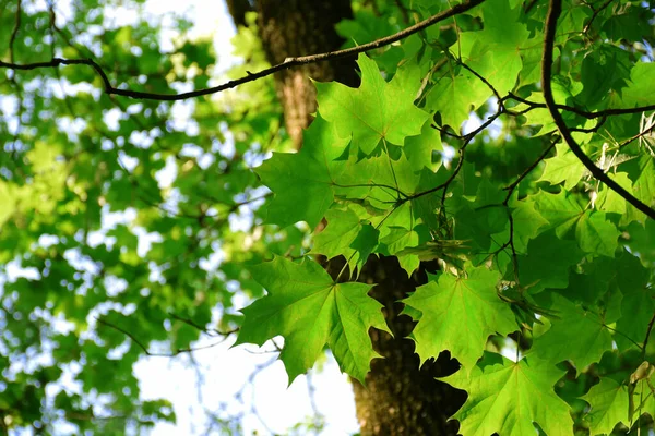 Green Leaves Maple Sun Summer Beautiful Forest — Stock Photo, Image