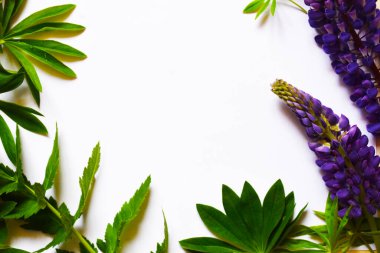 beyaz arkaplan görünümlü mor çiçekler ve bitkiler