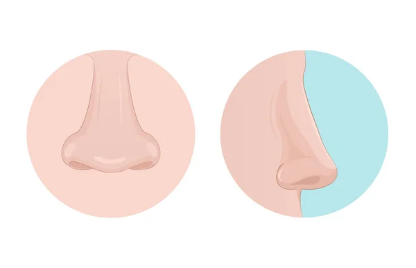 鼻側のビューとフロント ビュー 臭いの認識の人間オルガン — ストックベクタ