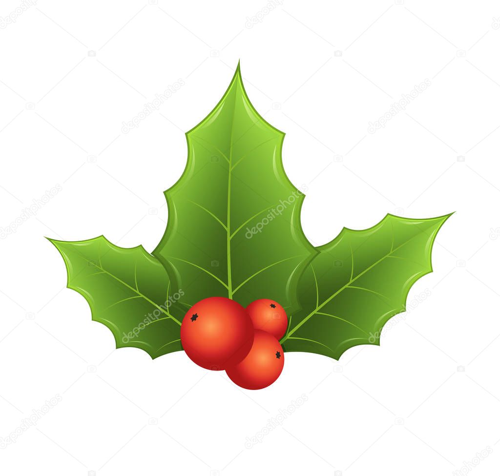 Twig of holly with leaves and red berries on white background. Festive traditional symbol, decoration for New Year wreath.