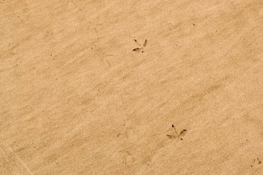 Kuş parçaları bir plaj kum