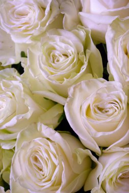 Beyaz ve pembe güller çiçek buketi