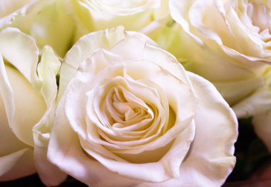 Beyaz ve pembe güller çiçek buketi