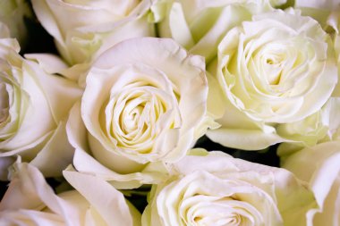 Beyaz ve pembe güller çiçek buketi