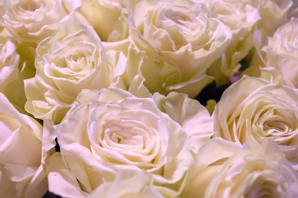 Ramo Flores Rosas Blancas Rosas — Foto de Stock
