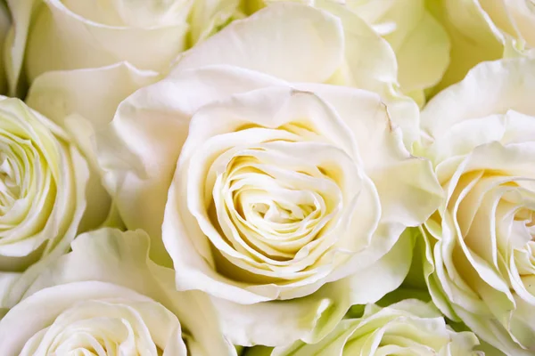 White Pink Roses Flower Bouquet — Stock Photo, Image