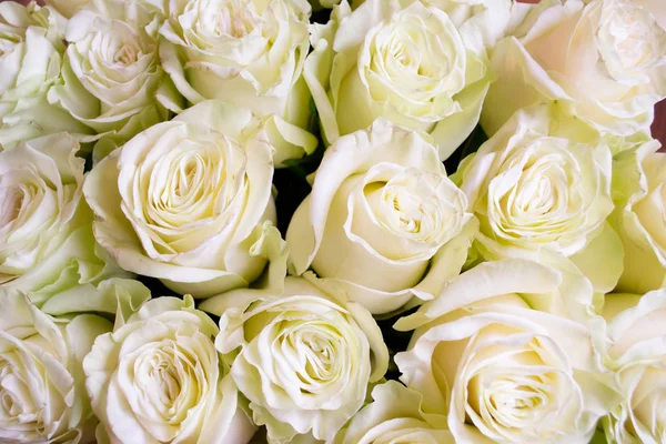 White Pink Roses Flower Bouquet — Stock Photo, Image