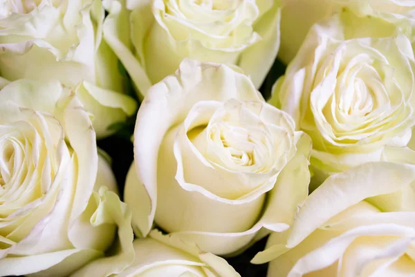 White Pink Roses Flower Bouquet — Stock Photo, Image