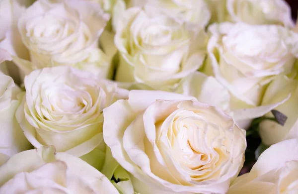 Branco Rosa Rosas Buquê Flores — Fotografia de Stock