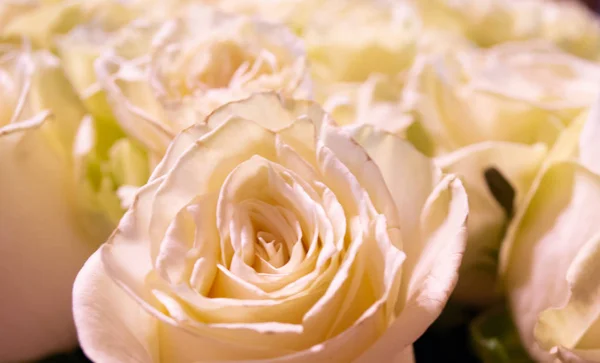 Ramo Flores Rosas Blancas Rosas — Foto de Stock