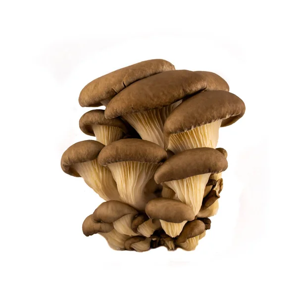 Raw Oyster Mushrooms Pleurotus White Background — Stock Photo, Image