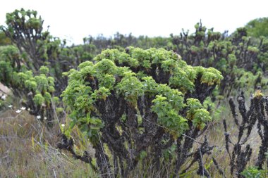 Bahar çiçekleri ve kaktüsler deniz kıyısında çiçek açan