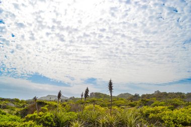 Bahar çiçekleri ve kaktüsler deniz kıyısında çiçek açan