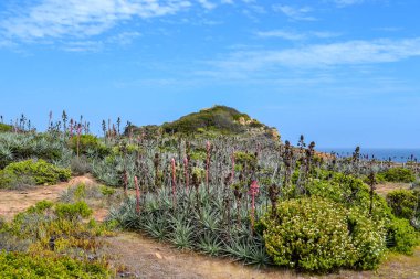 Bahar çiçekleri ve kaktüsler deniz kıyısında çiçek açan