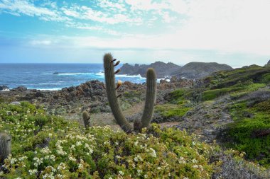 Bahar çiçekleri ve kaktüsler deniz kıyısında çiçek açan