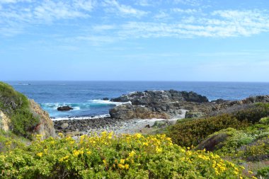 Bahar çiçekleri ve kaktüsler deniz kıyısında çiçek açan