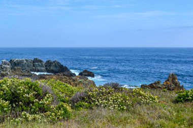 Bahar çiçekleri ve kaktüsler deniz kıyısında çiçek açan