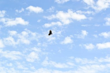 Gökyüzünde uçan yalnız bir yabani kuş